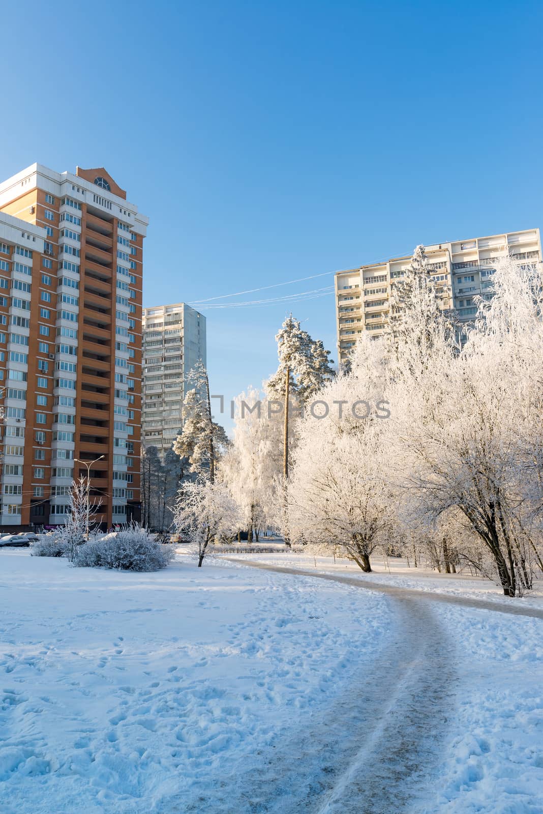 Snow-covered trees in the city of Moscow, Russia by olgavolodina