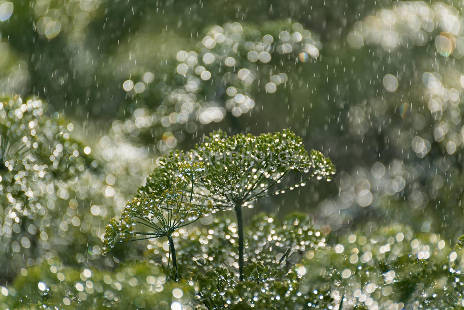 the green dill in  rain by olgavolodina