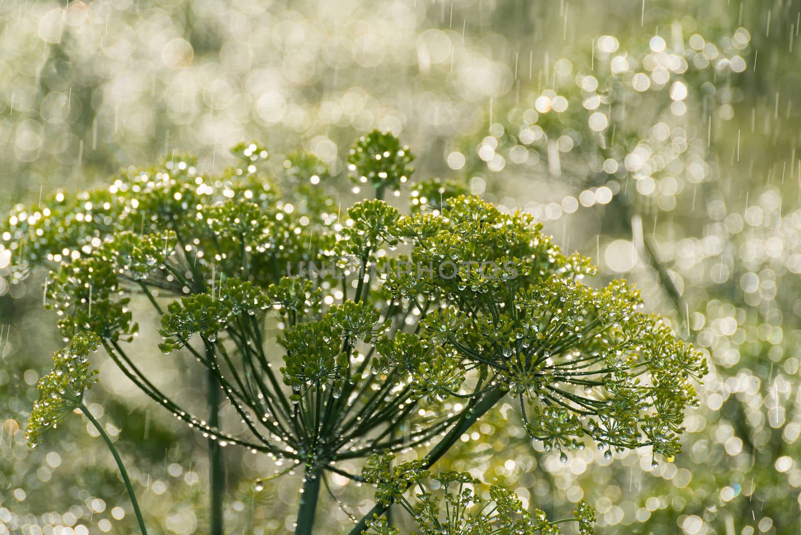 the green dill in  rain by olgavolodina