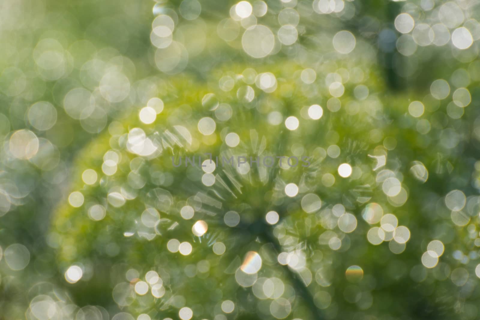 Blurring background from plants in  rain by olgavolodina