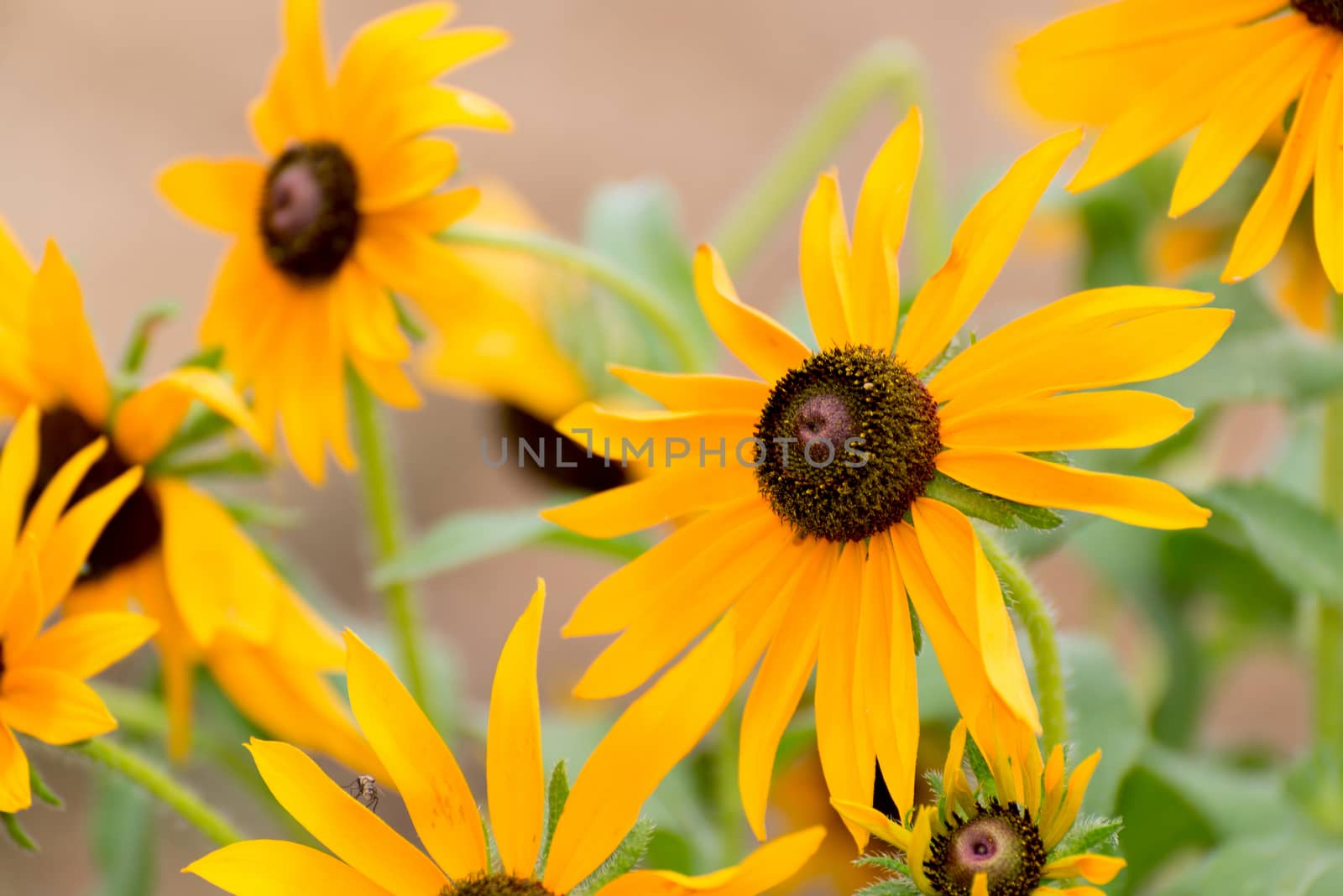 Yellow rudbeckia flower in garden by olgavolodina