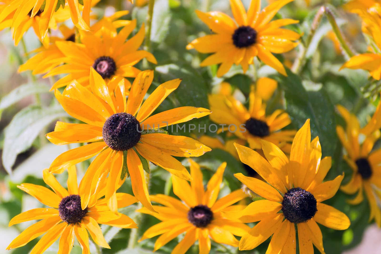 Yellow rudbeckia flower in garden by olgavolodina