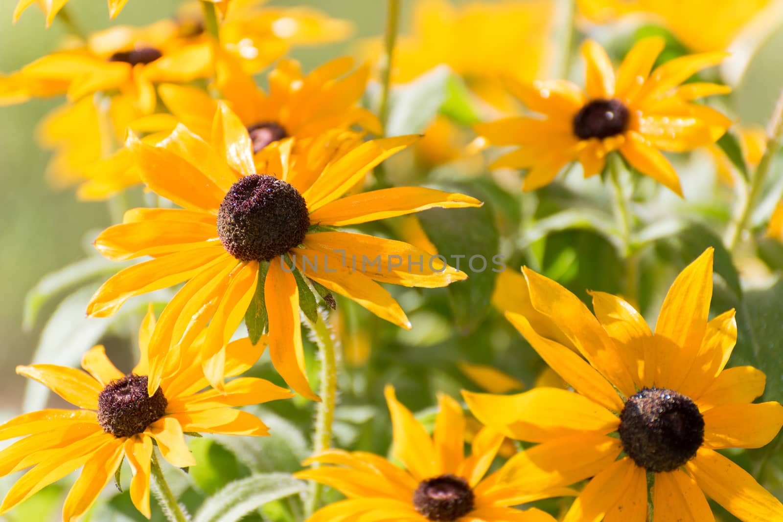 Yellow rudbeckia flower in garden by olgavolodina