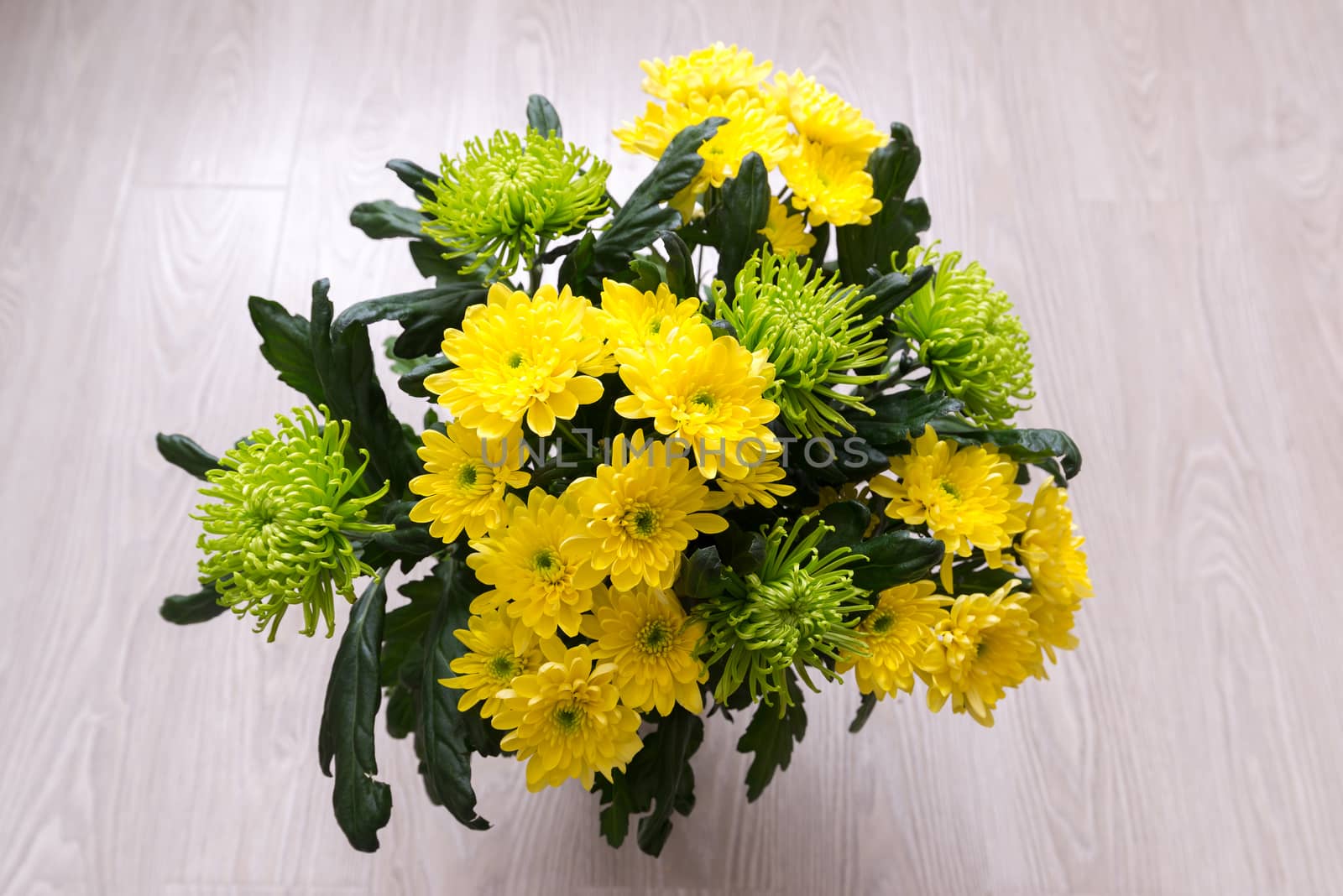 Bouquet of yellow and green Chrysanthemum by olgavolodina