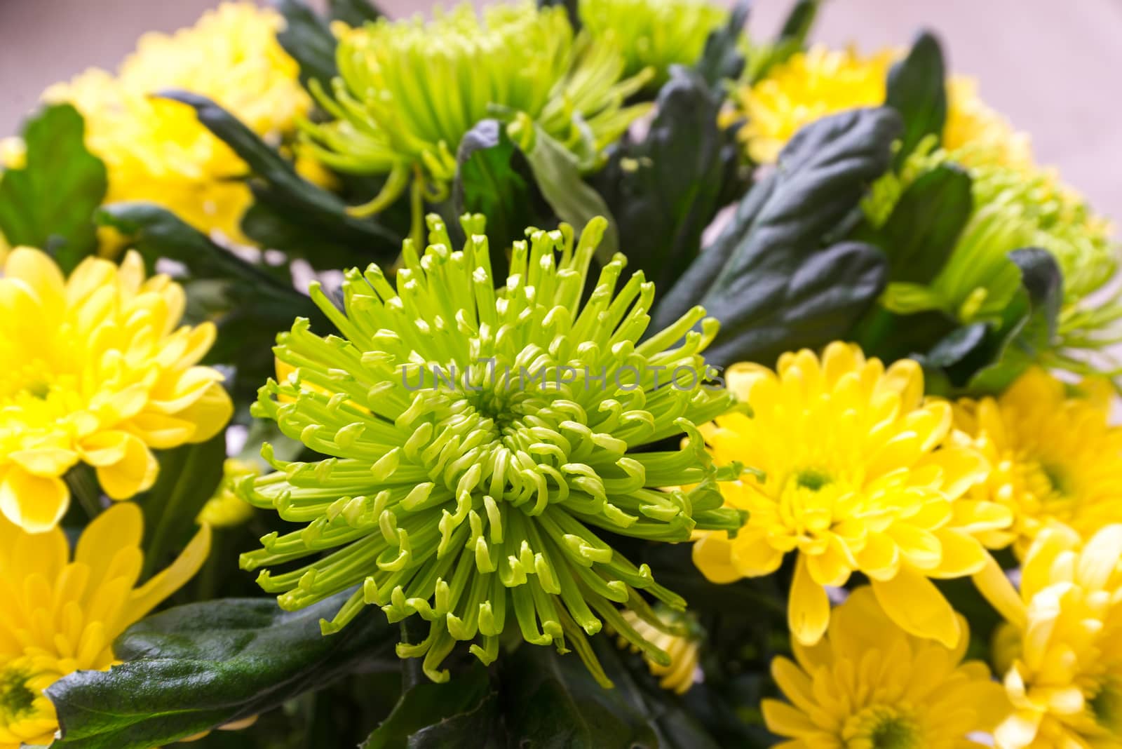 Bouquet of yellow and a green Chrysanthemum