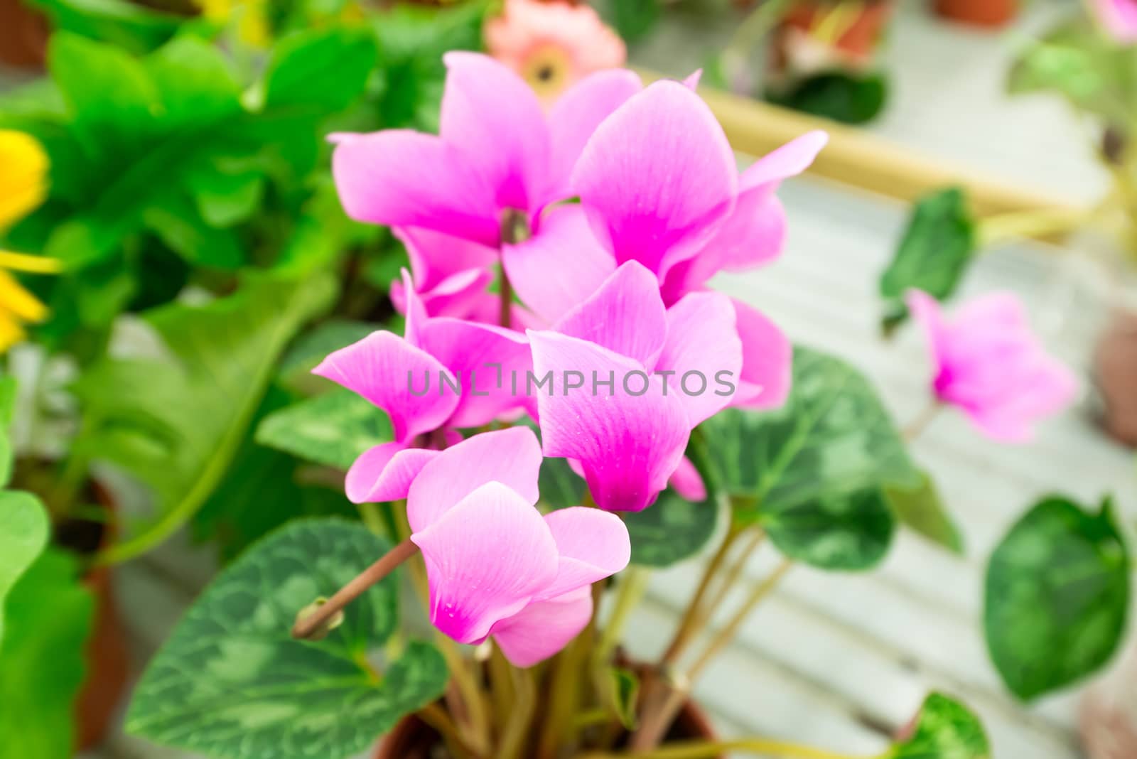 A lot of Cyclamen flower in shop