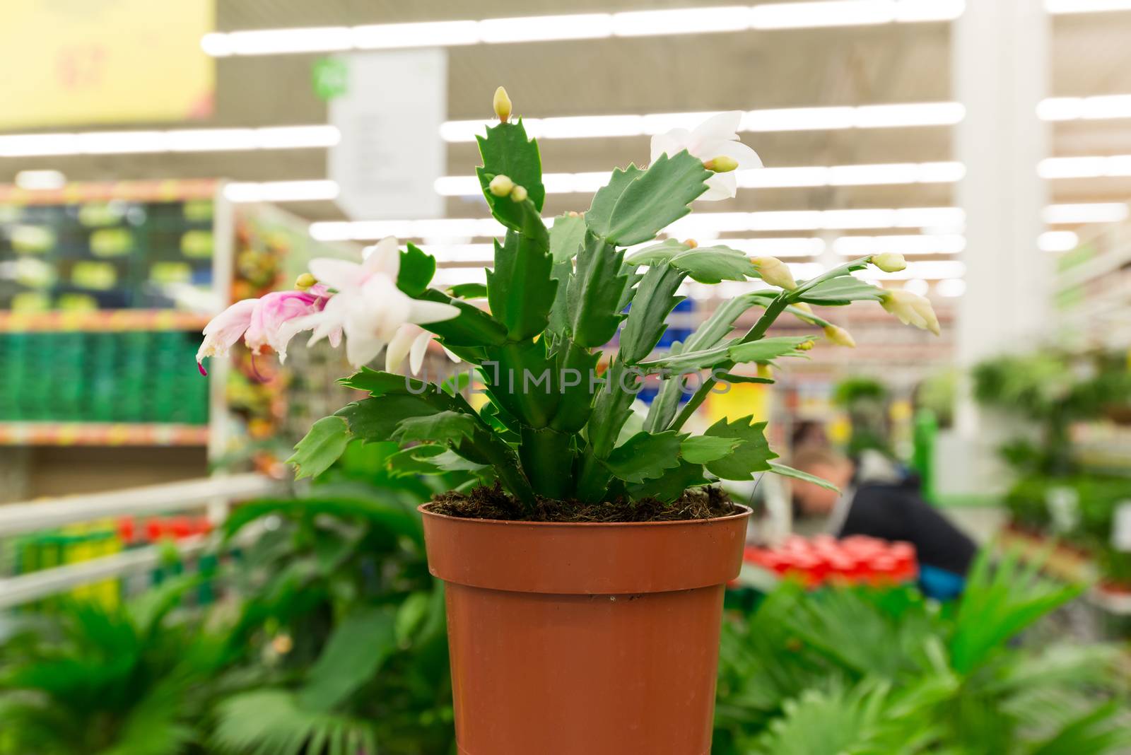 A cactus in a pot in the store