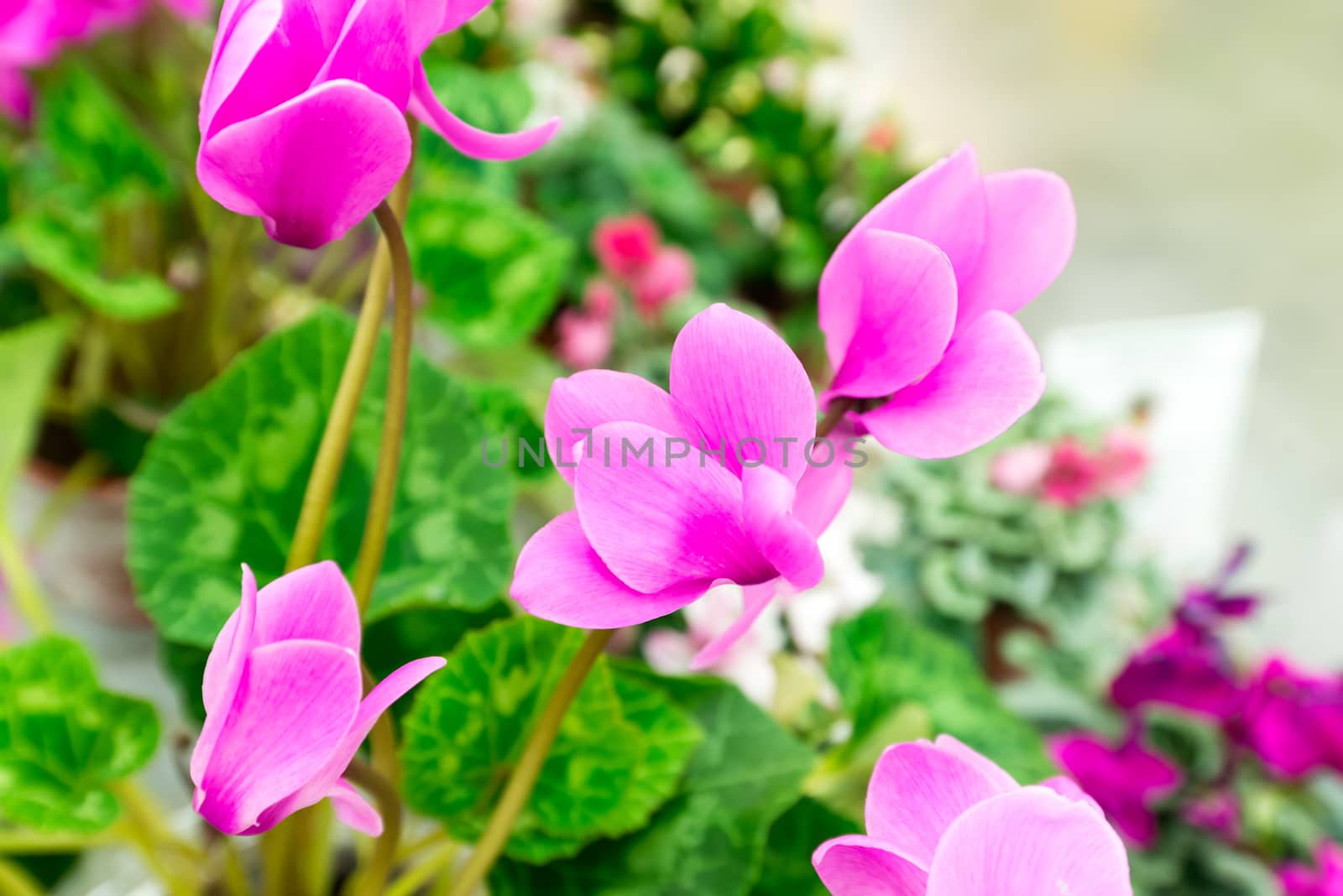 lot of Cyclamen flower in shop by olgavolodina