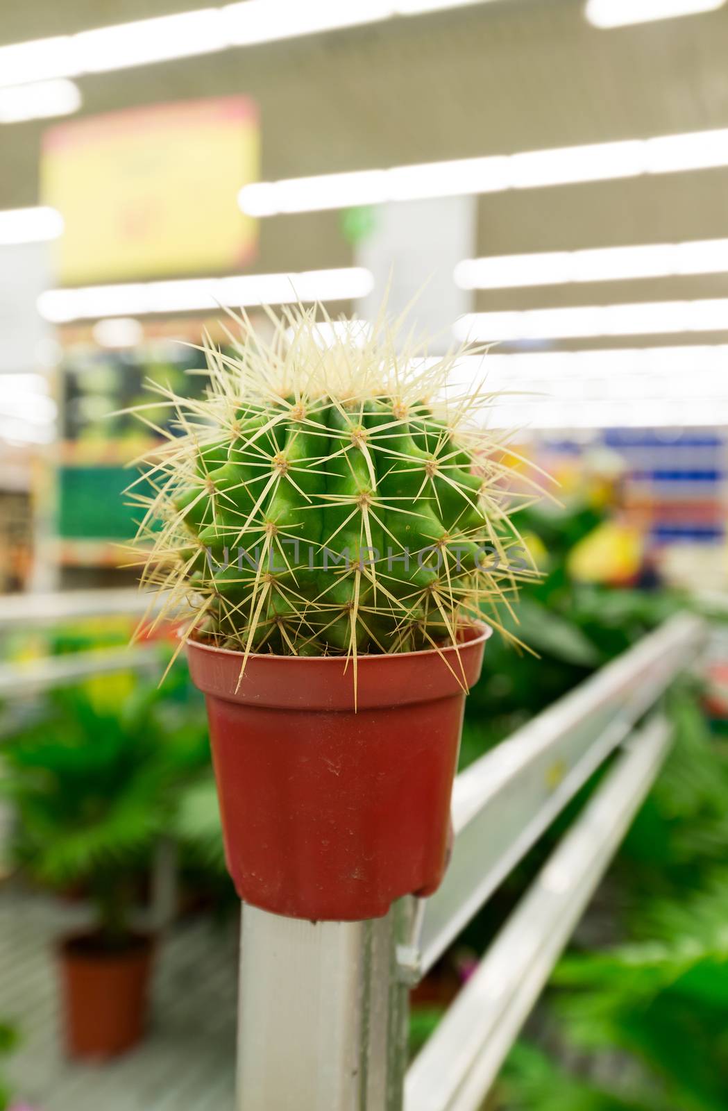 cactus in a pot in the store