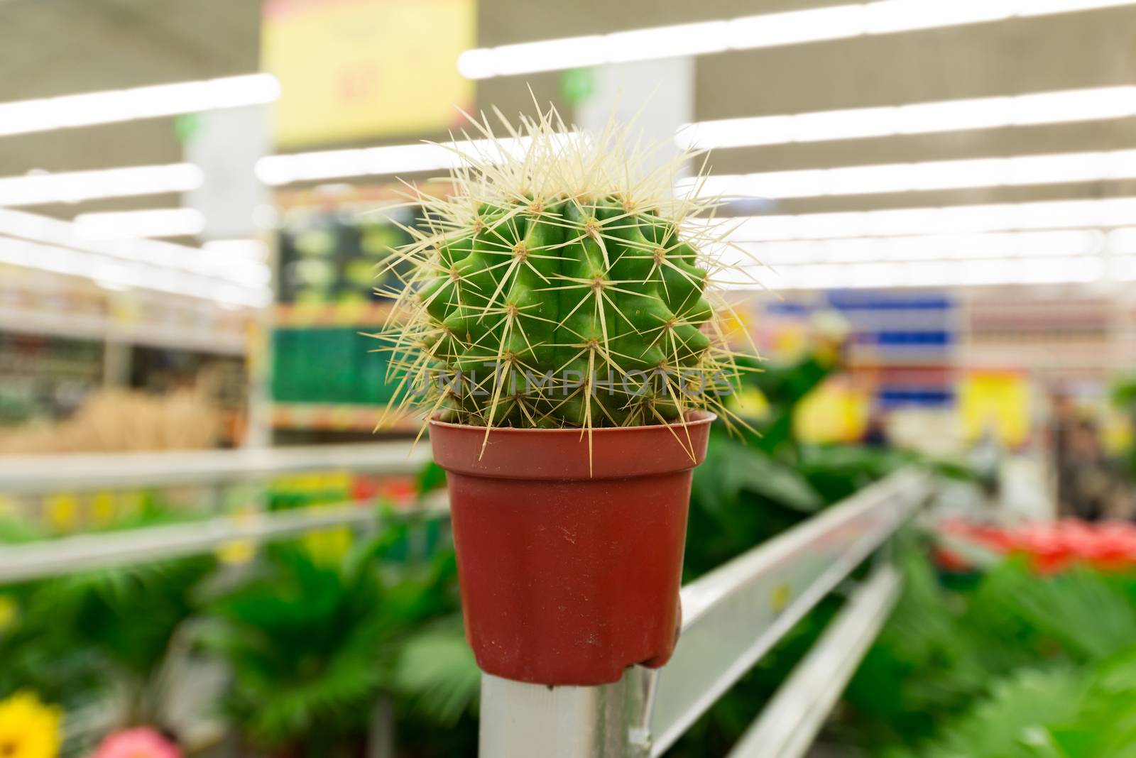 cactus in a pot at the store by olgavolodina