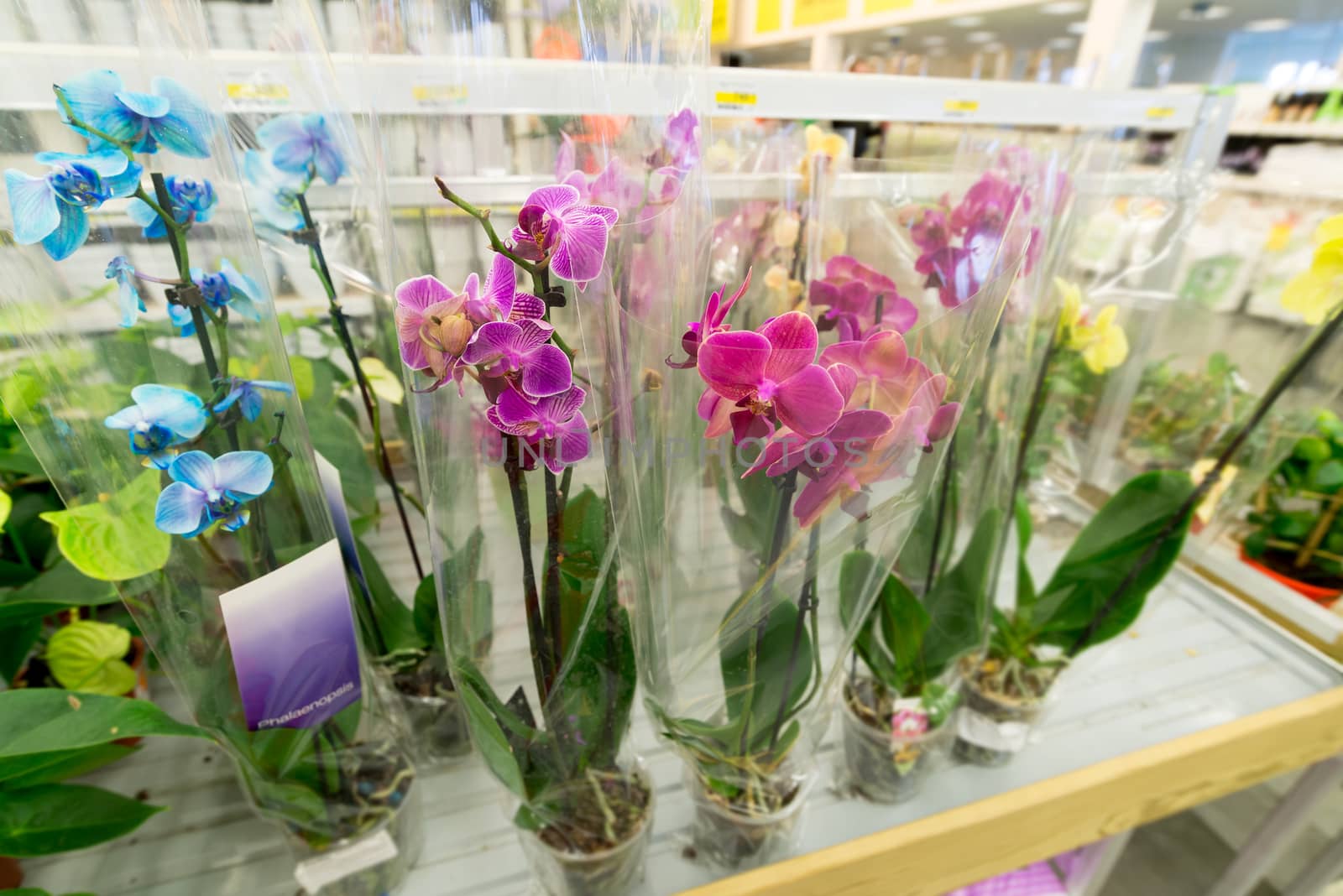 A beautiful colorful flowers in flower shop