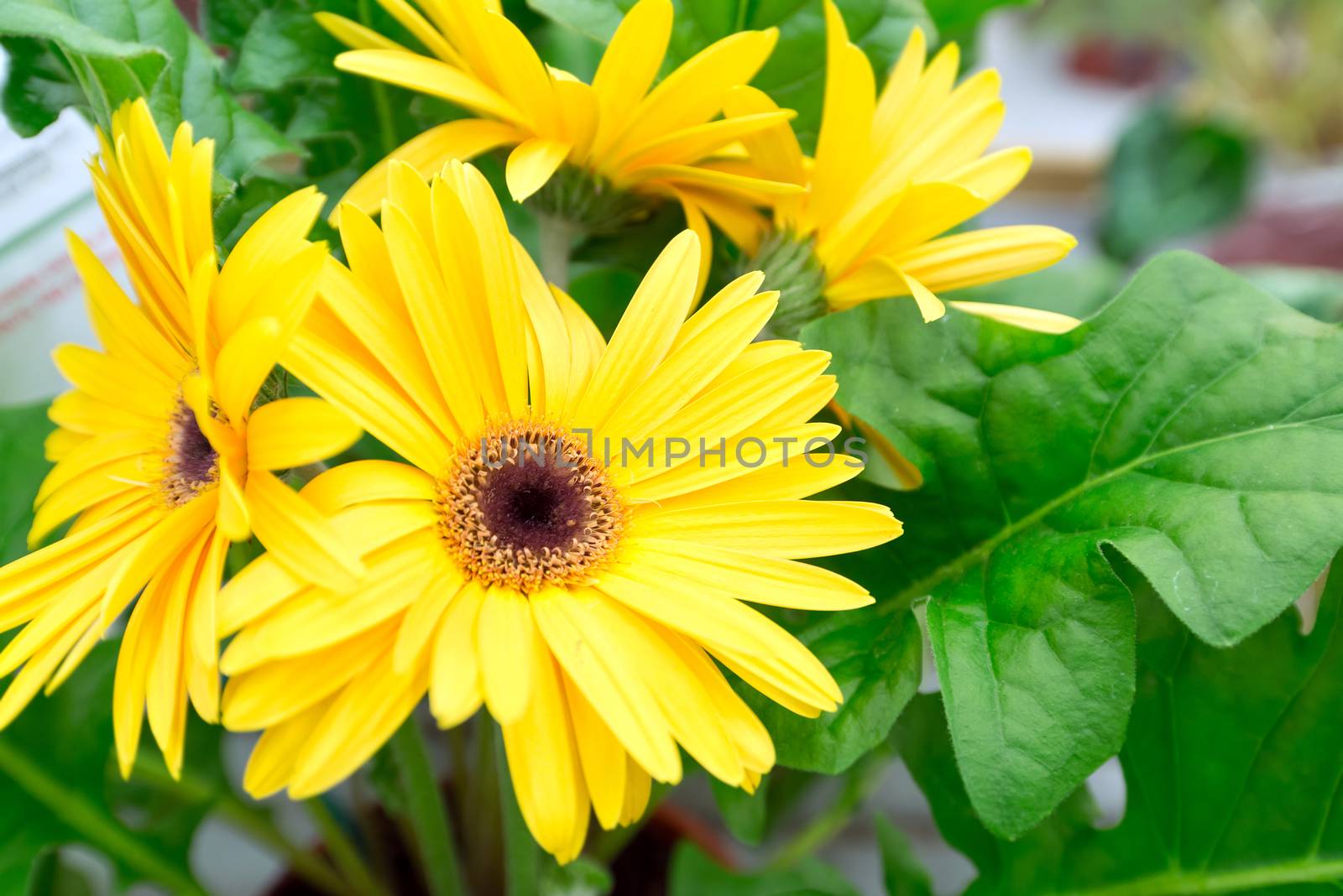 Yellow flowers in the store room by olgavolodina