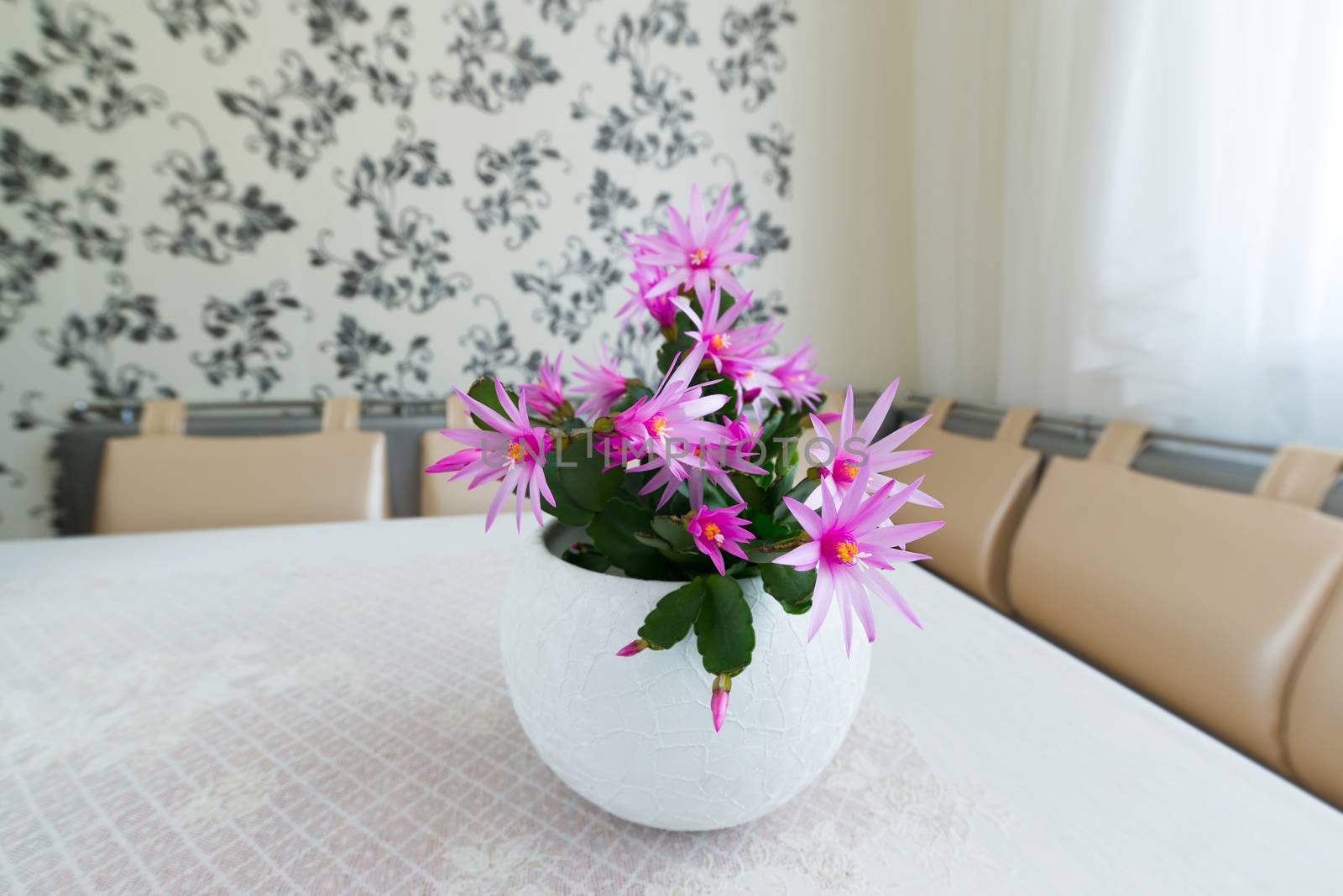 Indoor pink Schlumberger flower in the Interior