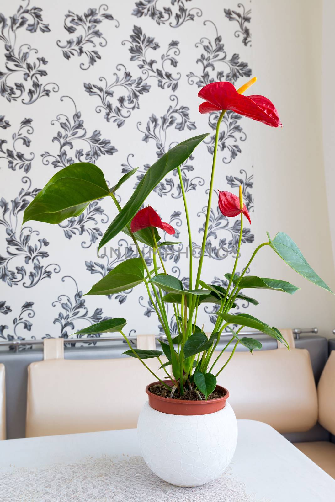 Indoor red anthurium flower in  Interior by olgavolodina