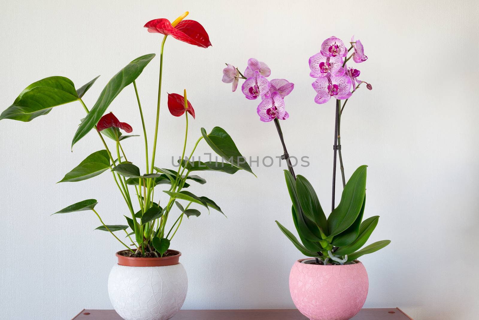 Live potted plants in pots in the interior