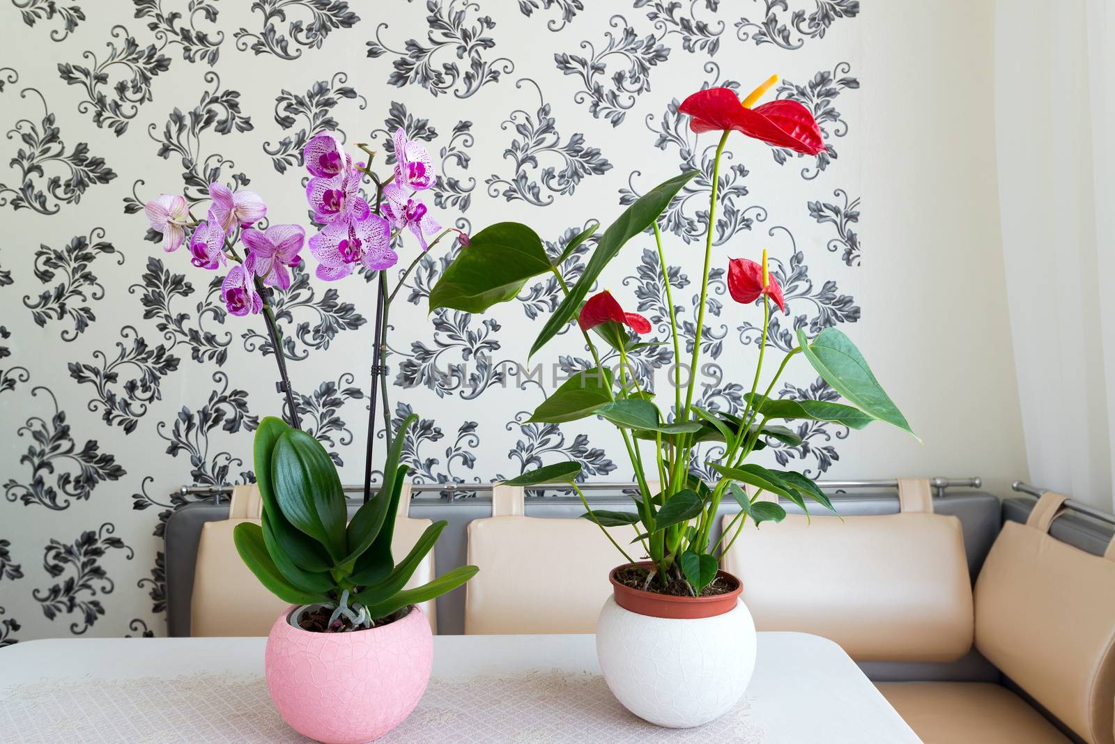 Live potted plants in pots at  interior by olgavolodina