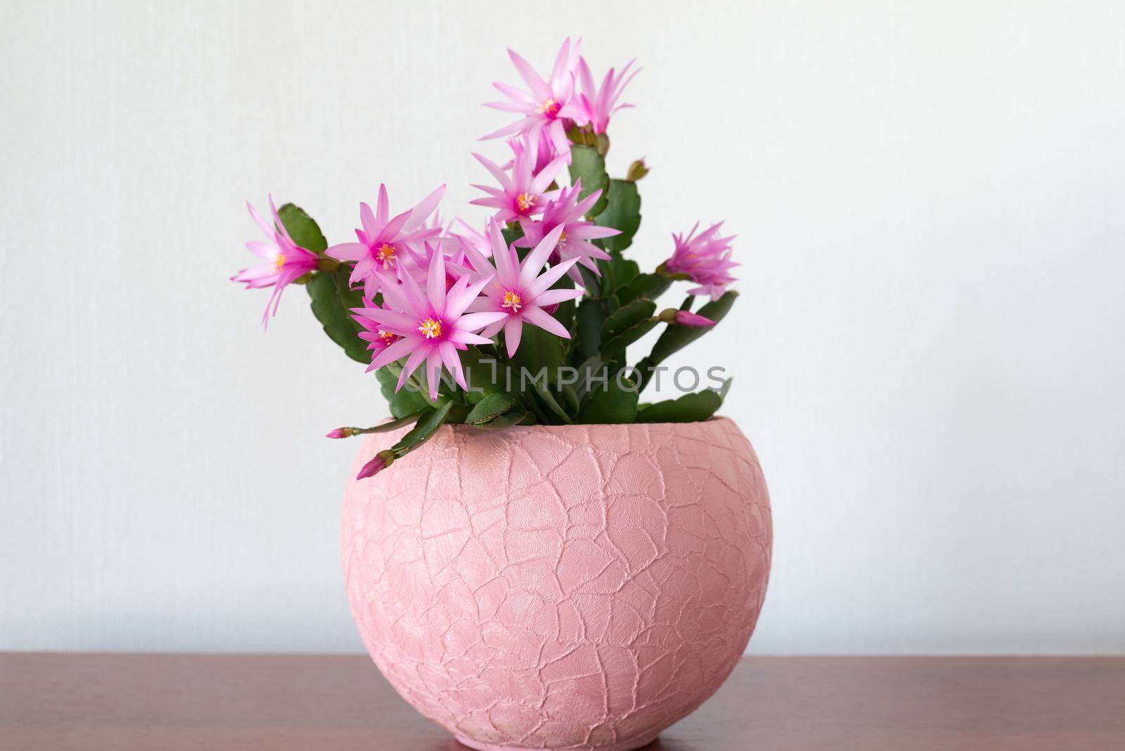 Indoor pink Schlumberger flower in the Interior