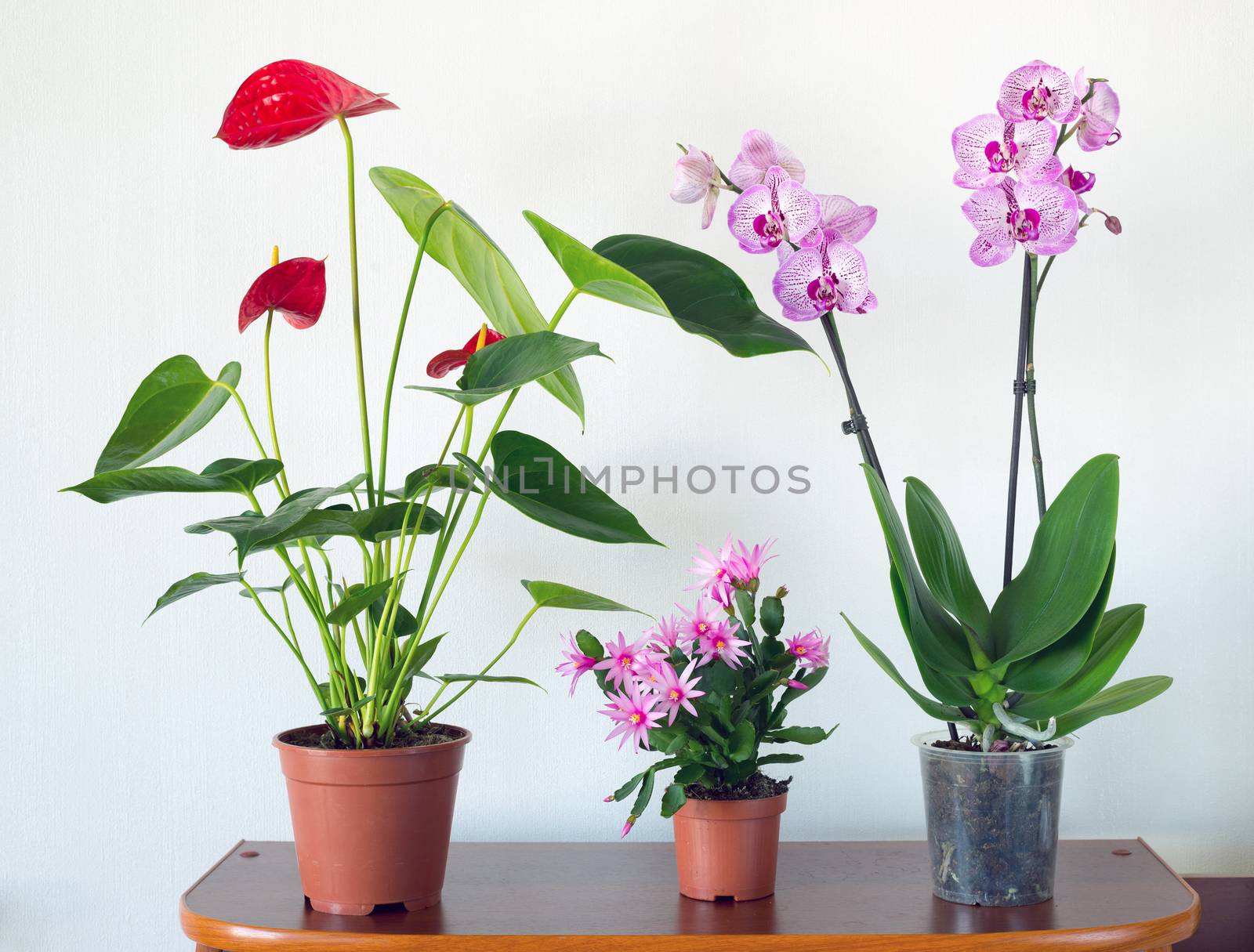 Live potted plants in pots at  interior by olgavolodina