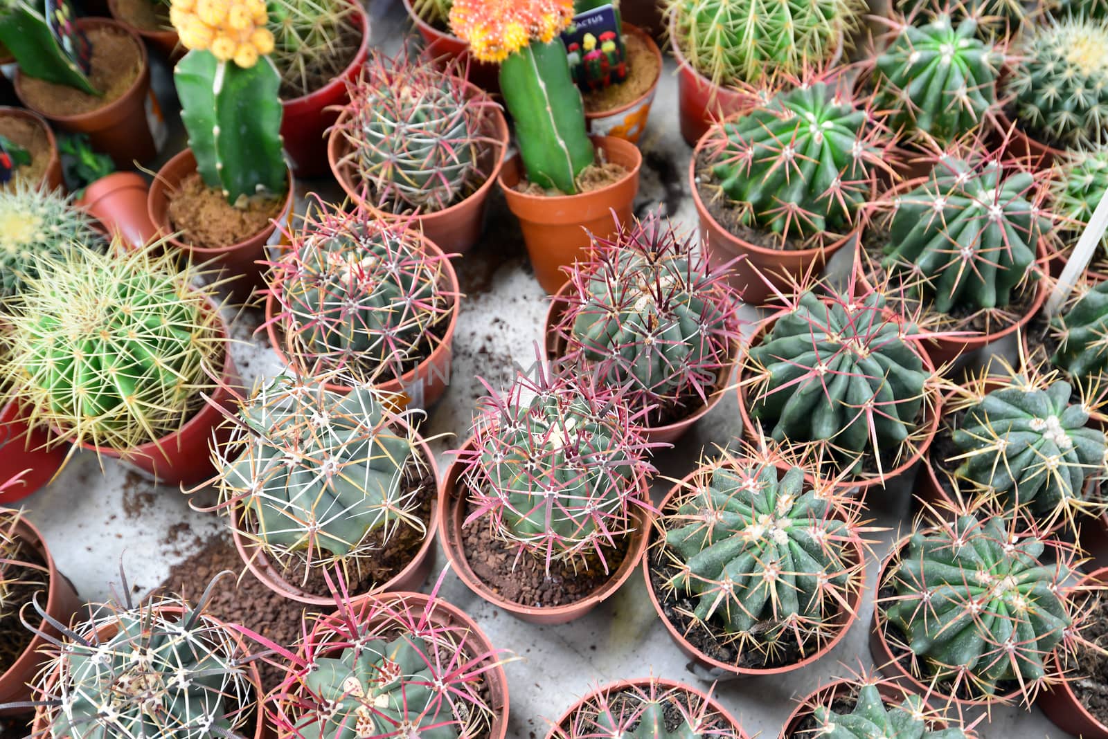 Flower pot with variety of succulents in the plant store