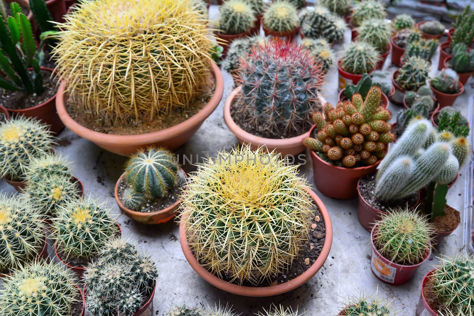 Flower pot with variety of succulents in the plant store