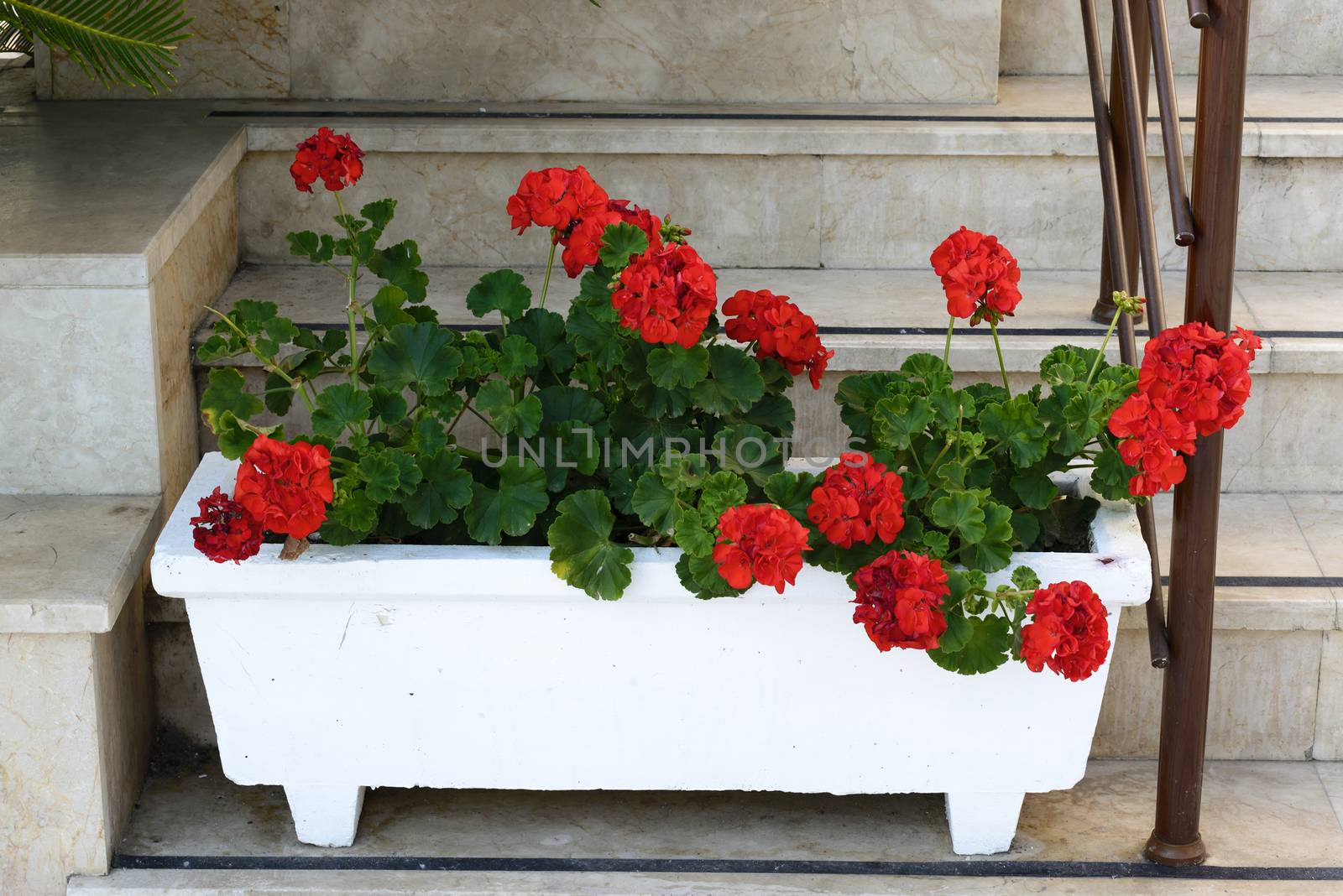 Red Geraniums in pots in the garden