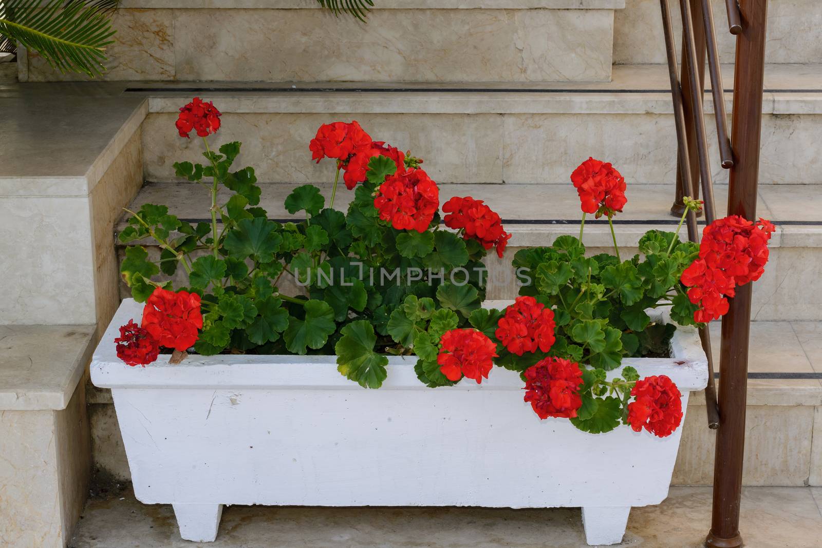 Red Geraniums in pots at  garden by olgavolodina