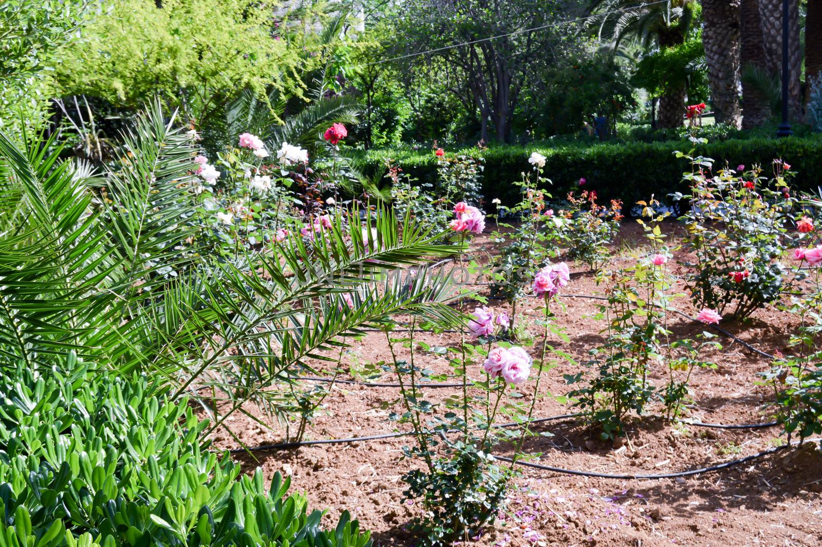 Ferns with a bed of roses of all colors