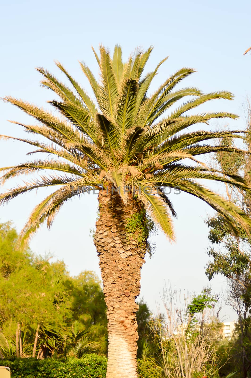 Isolated palm tree in a garden of the island of Crete