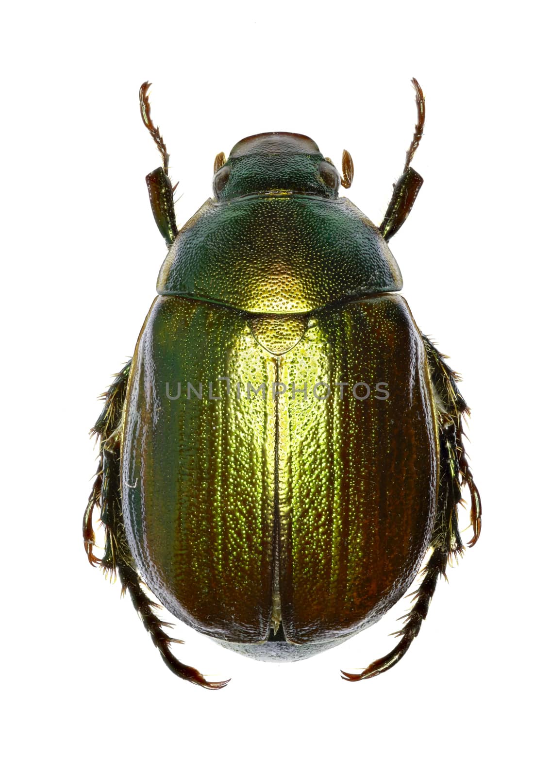 Vine Chafer on white Background  -  Anomala vitis (Fabricius 1775)