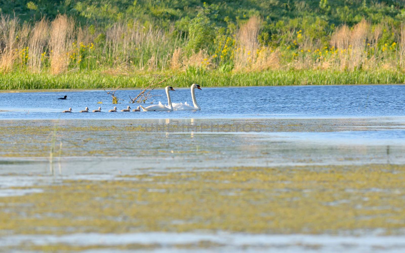Swan family on lake in spring time
