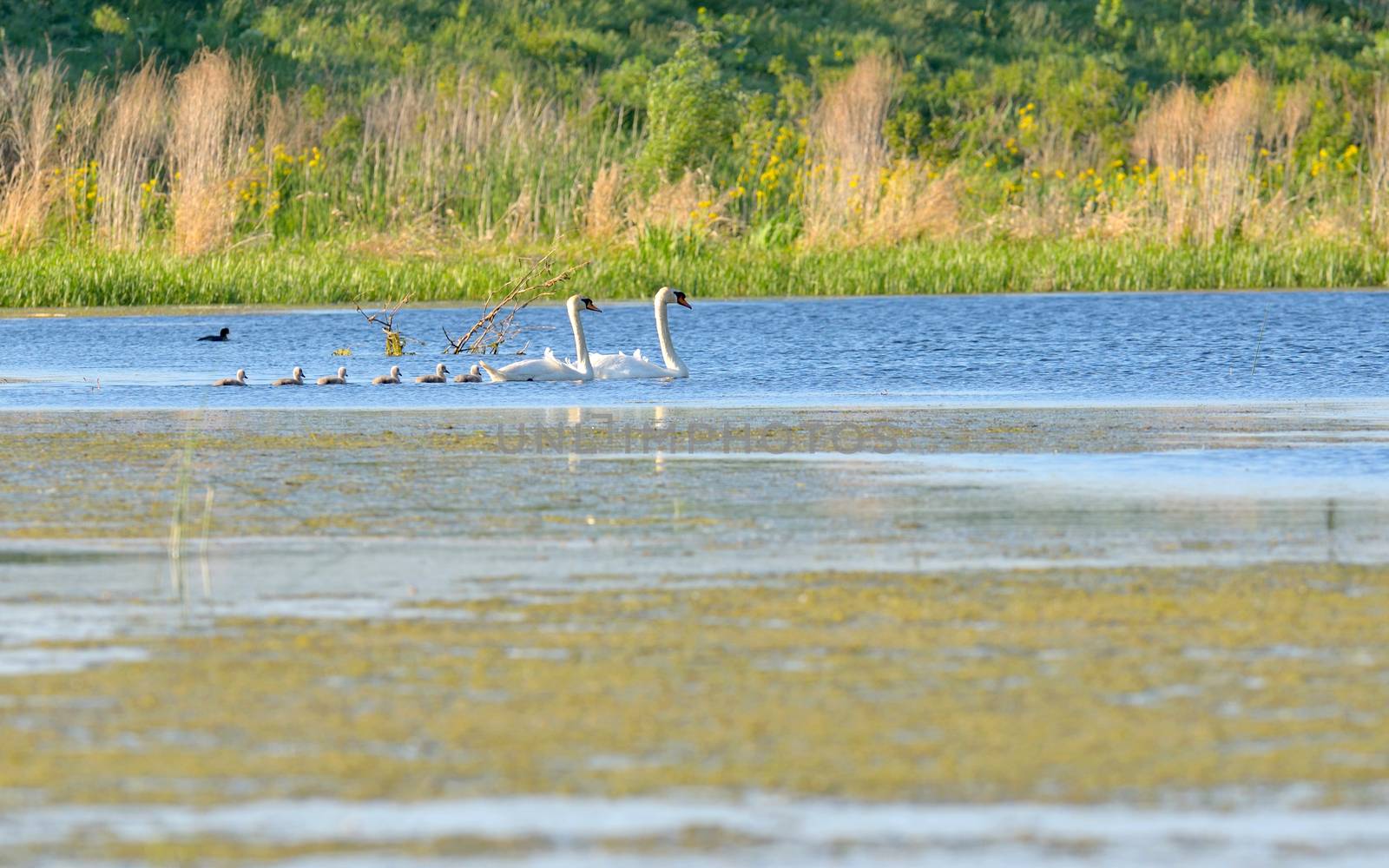 Swan family on lake by mady70