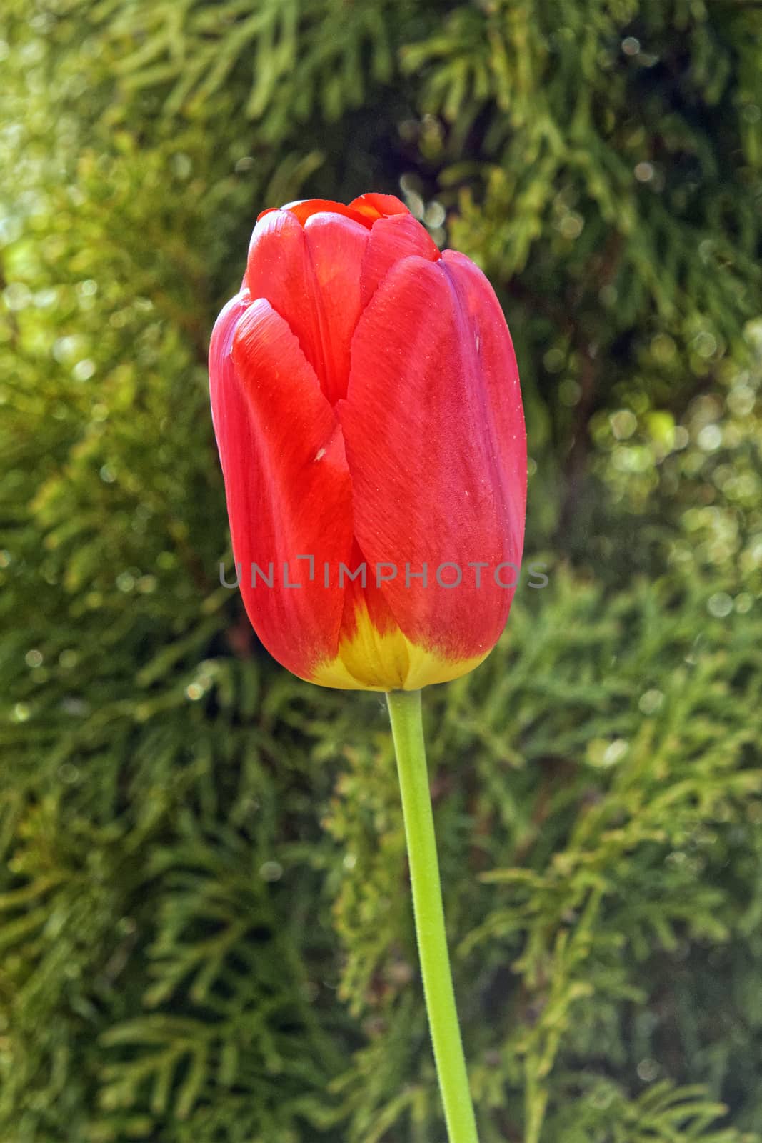 Red tulip flower on a blurred background