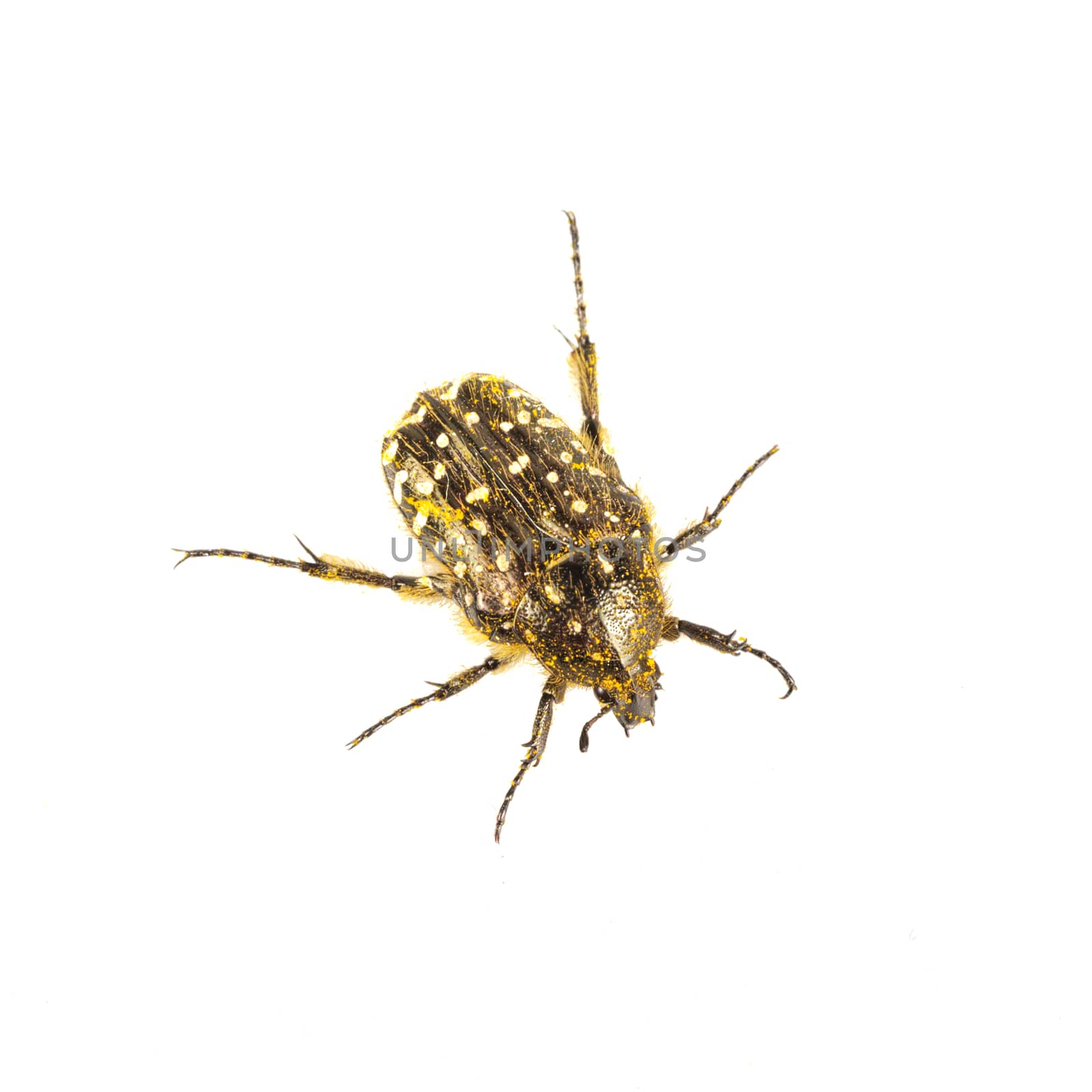 Beetle (Oxythyrea funesta) isolated on a white background