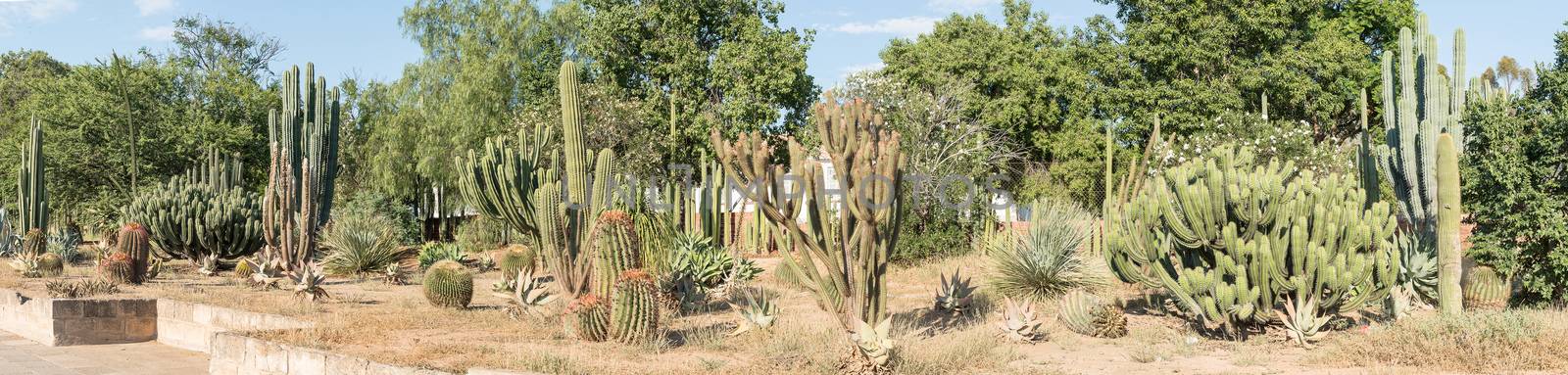 Cactus display at the entrance to Graaff Reinet by dpreezg