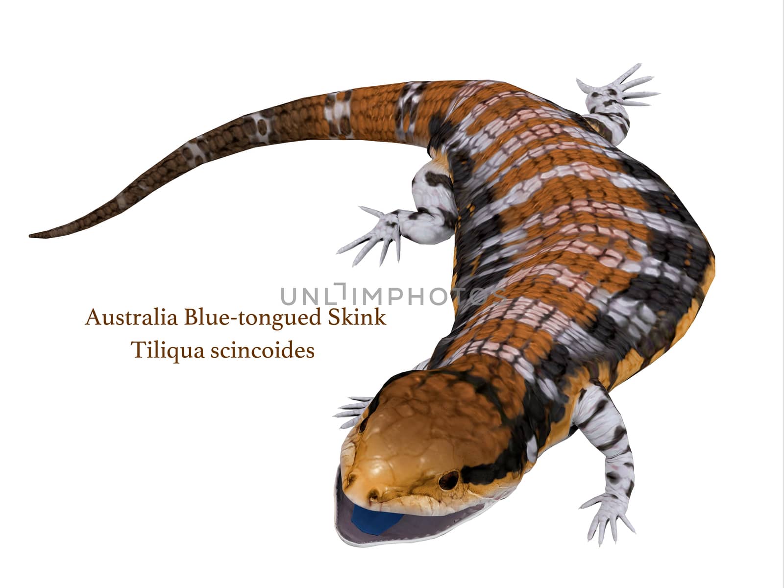 The Australia Blue-tongued Skink is a large terrestrial lizard that is active during the day and omnivorous.