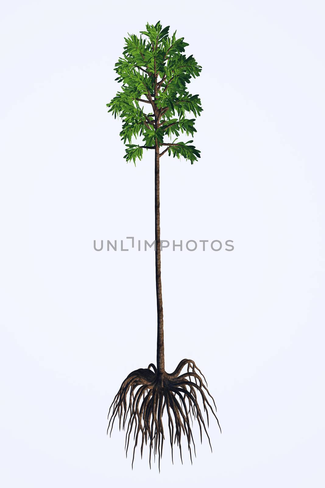 Cordaites angulostriatus Tree by Catmando