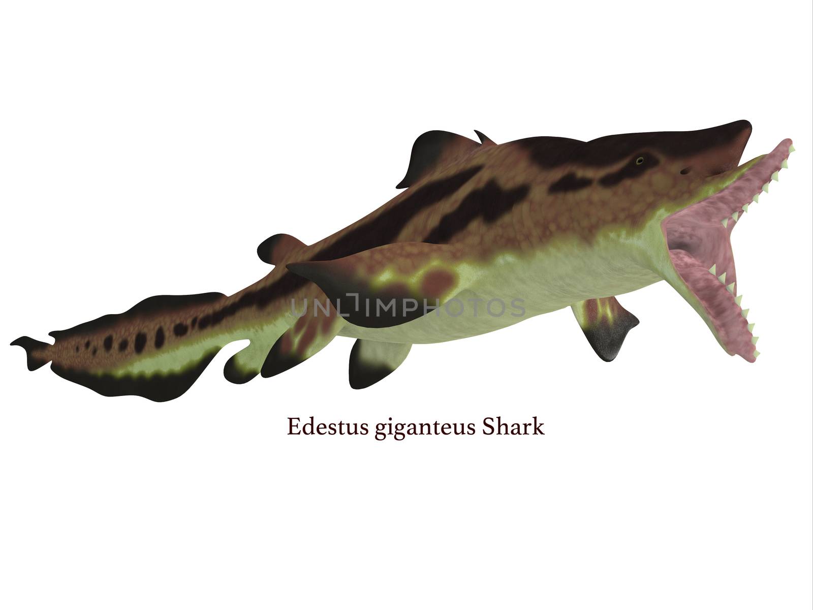 Edestus shark lived in seas of the Carboniferous Period in North America, England and Russia.