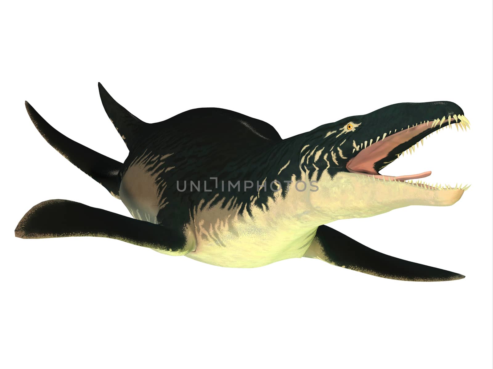 Liopleurodon was a carnivorous marine reptile that lived in Jurassic seas of France and England.