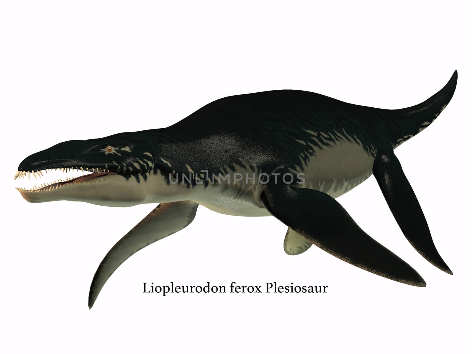 Liopleurodon was a carnivorous marine reptile that lived in Jurassic seas of France and England.