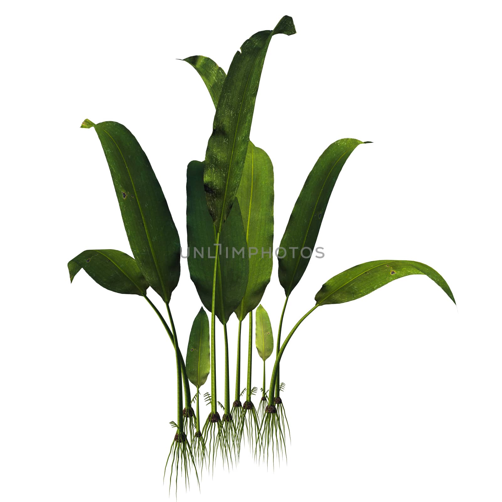 Macrotaeniopteris magnifolia Plant by Catmando