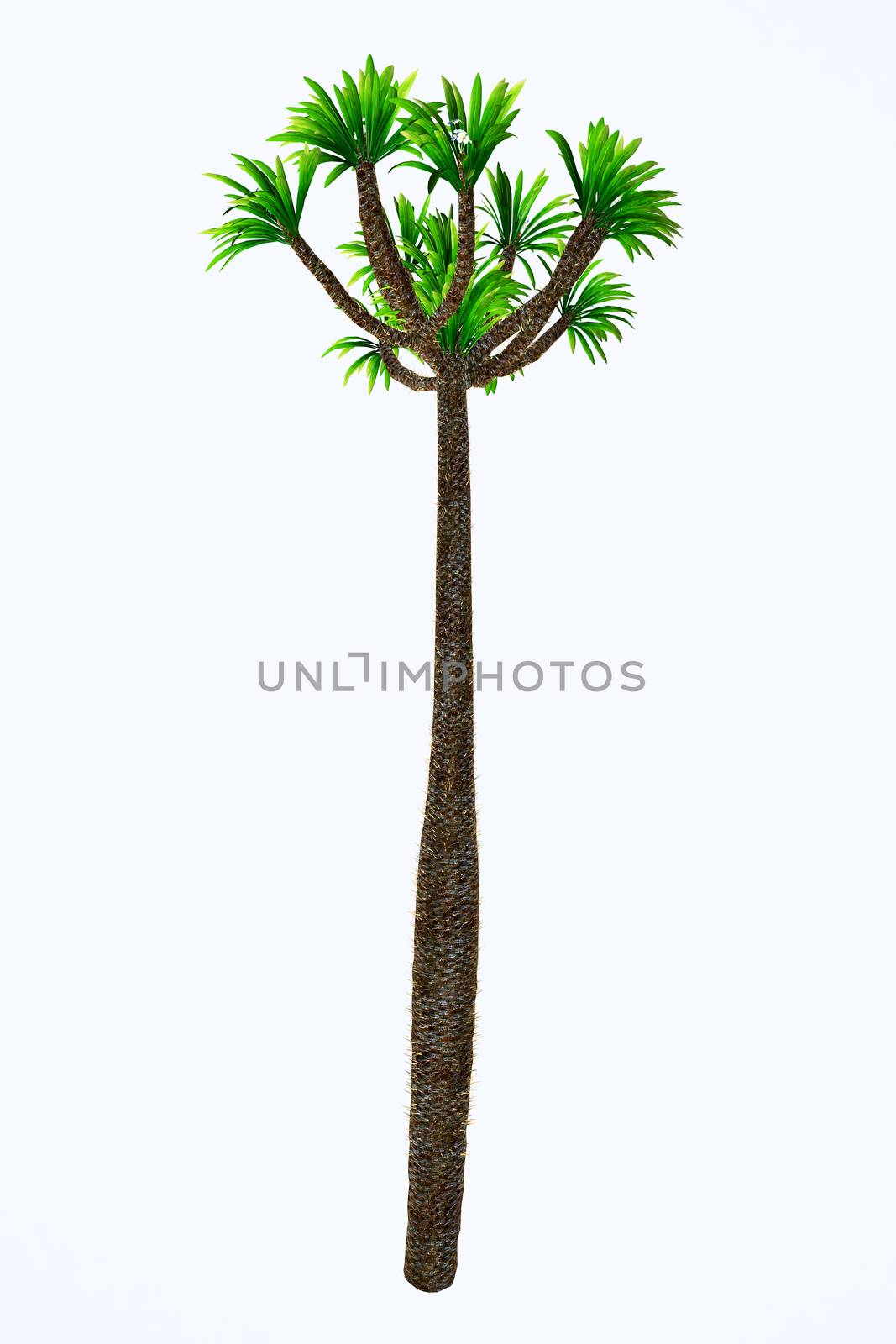 Pachypodium lamerei Tall Tree by Catmando