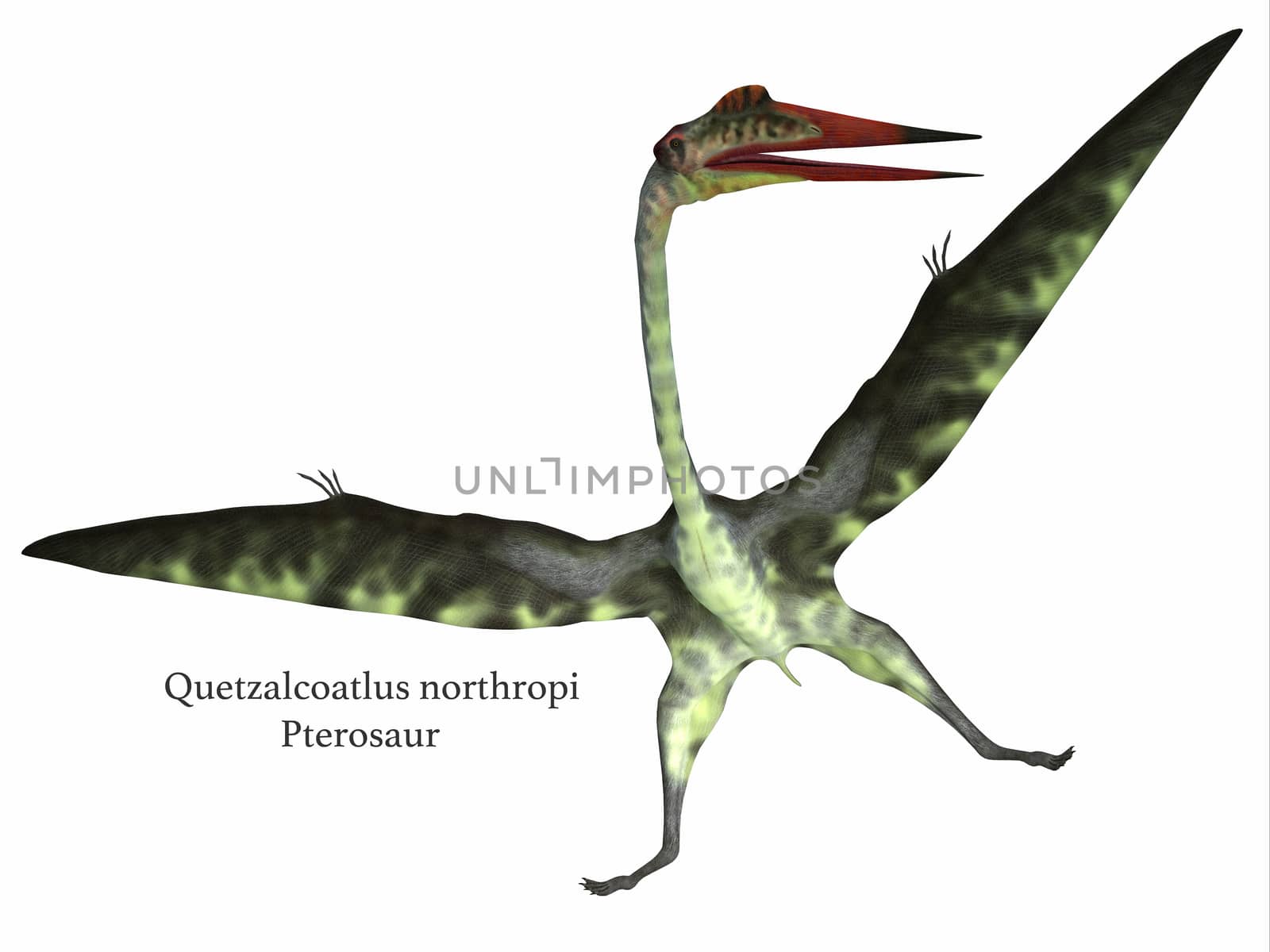 Quetzalcoatlus Reptile on White by Catmando