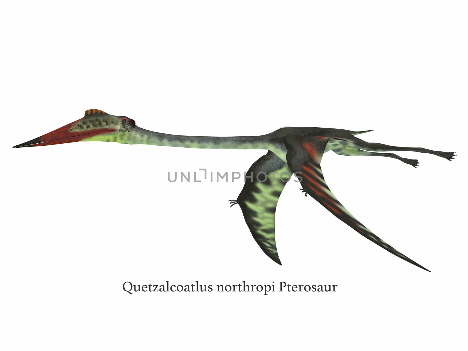 Quetzalcoatlus Wings Down by Catmando