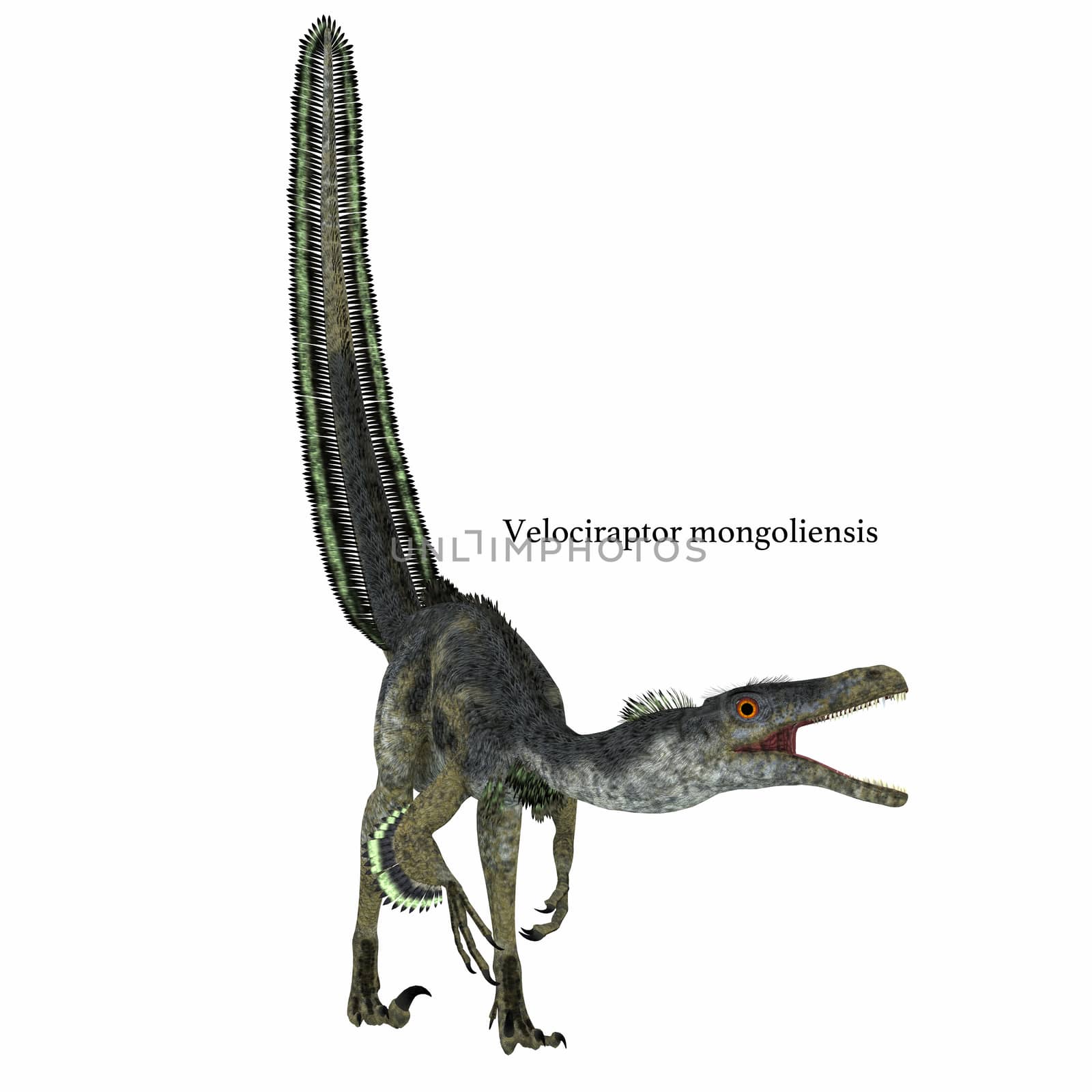 Velociraptor Dinosaur on White by Catmando