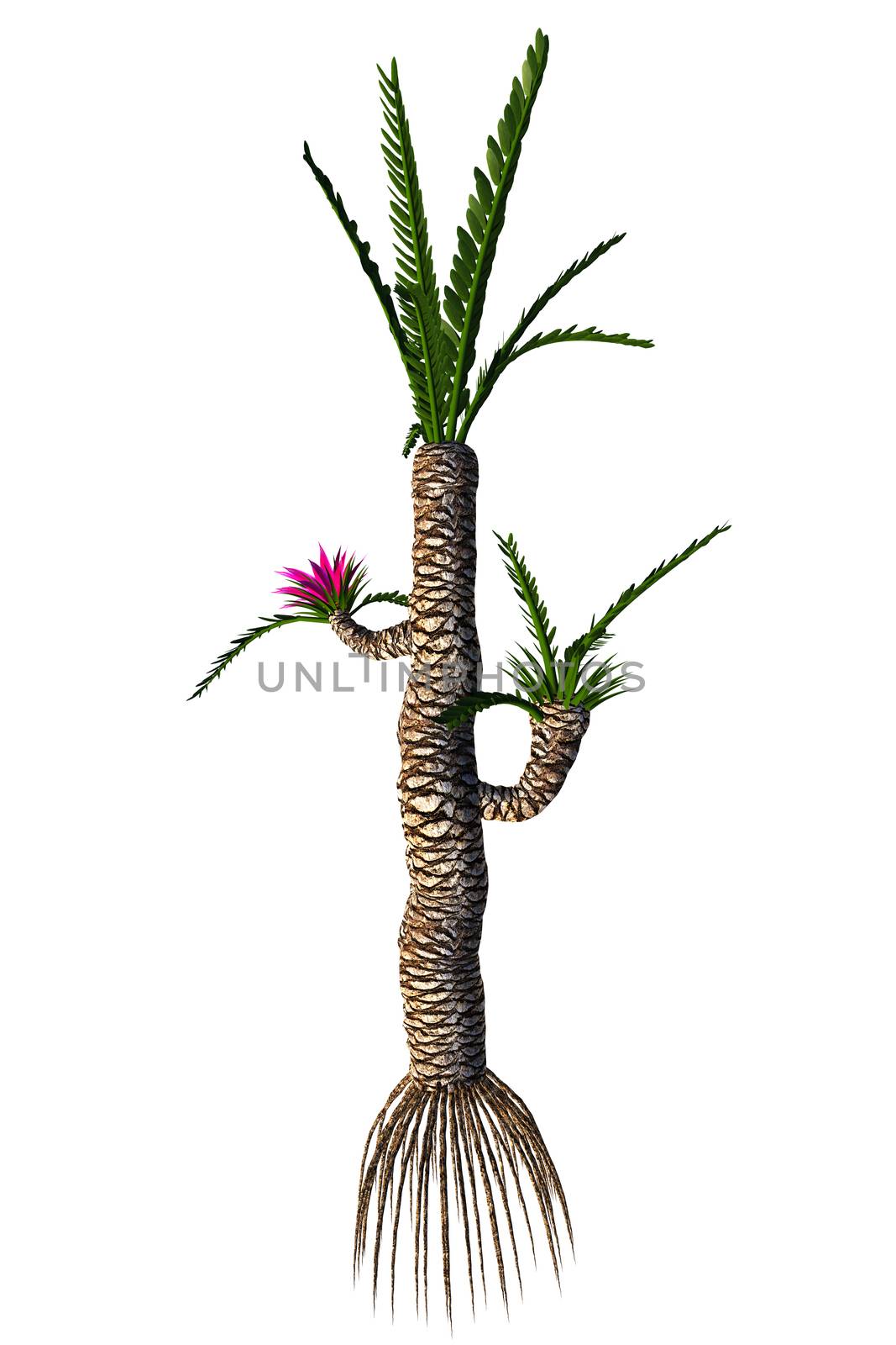 Williamsonia resembled a shrub or tree that lived in the Jurassic to the Cretaceous Periods.