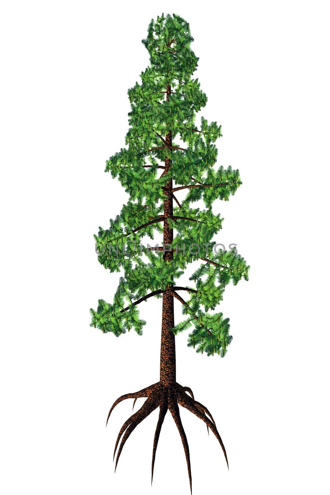 Wollemia was thought to be an extinct coniferous tree but was found to be living in Australia in 1994.