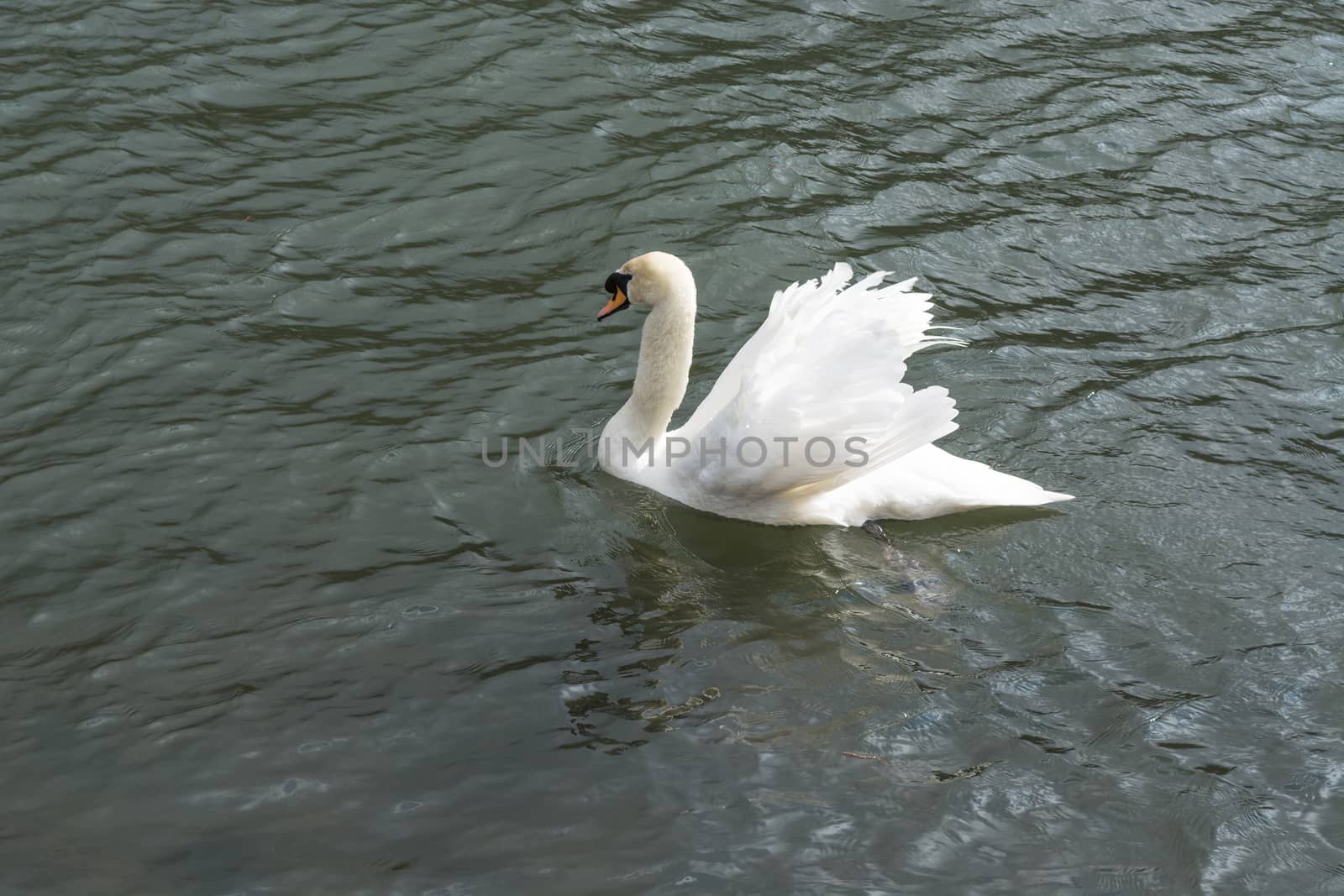 Swan on a pond with raised wings.