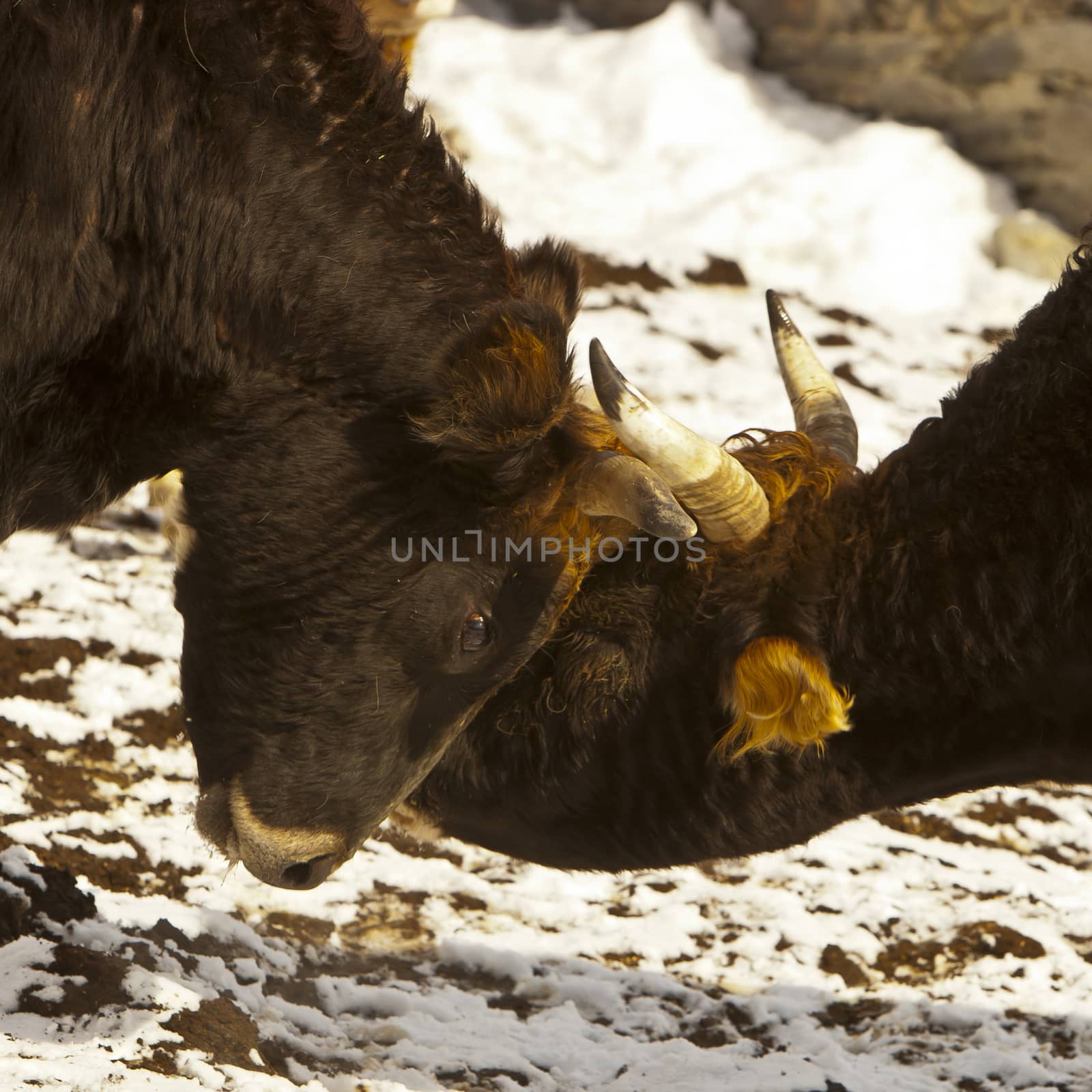 Two mountainous cows in spring by Chudakov