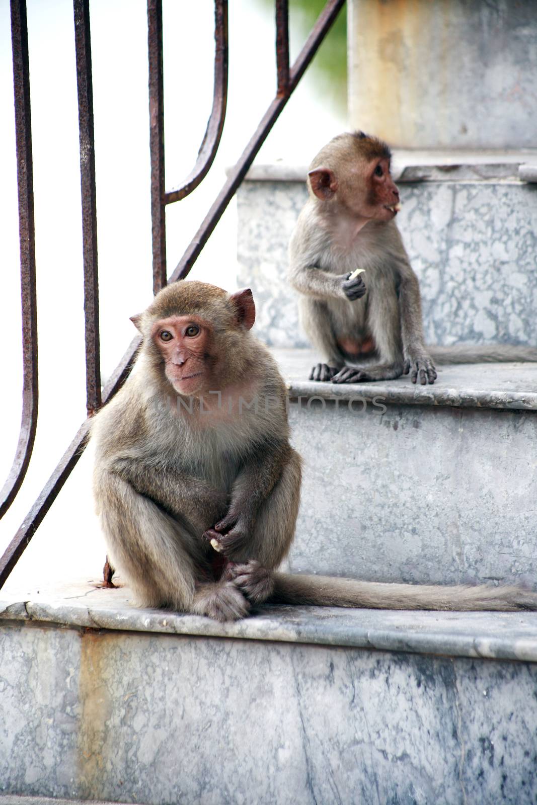 Pair of small funny monkeys sitting on entrance house staircase