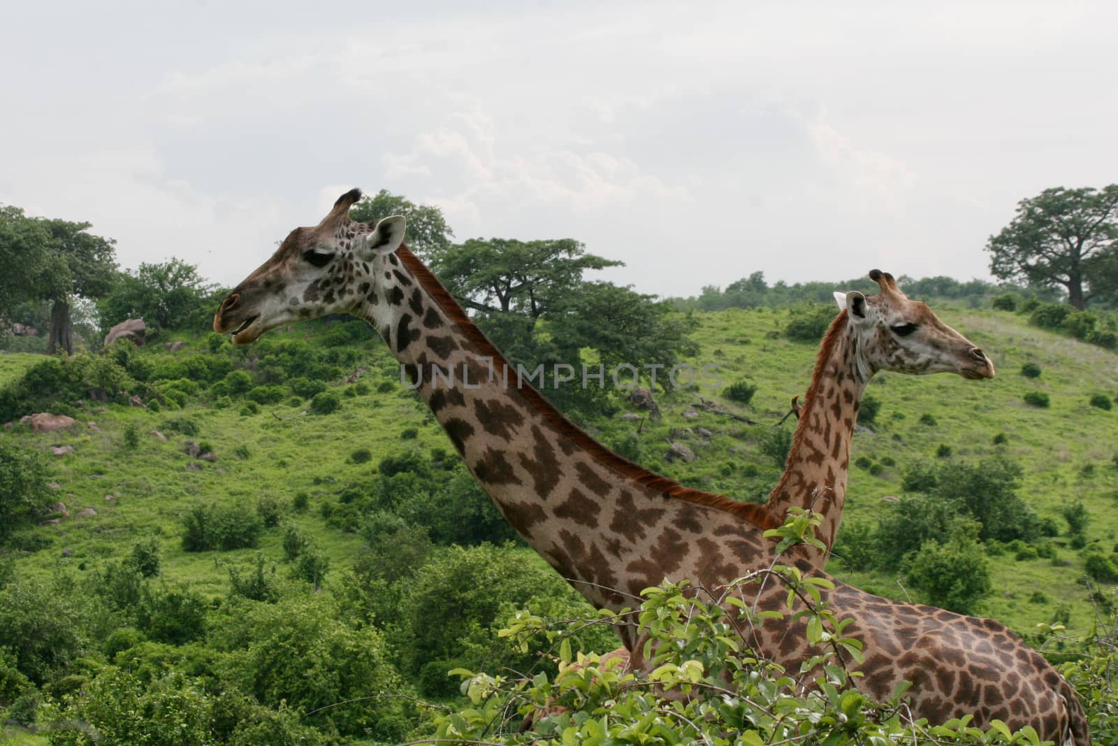 Wild Giraffe mammal africa savannah Kenya (Giraffa camelopardalis) by desant7474